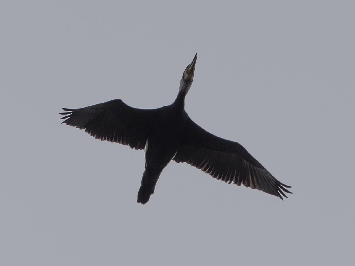 im Flug